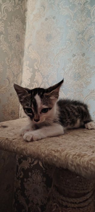 Отдам в добрые руки