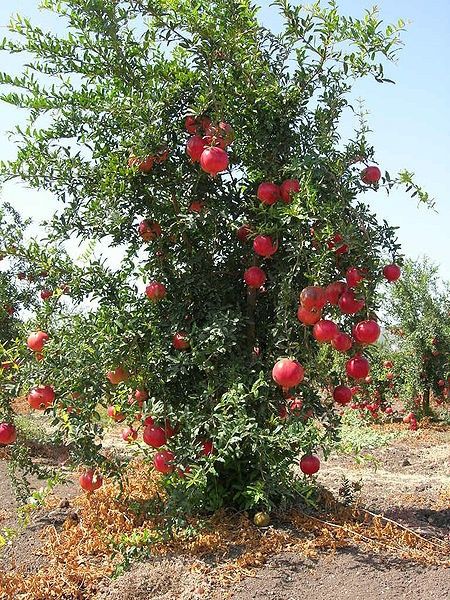 Pomi Exotici (Rodiu )