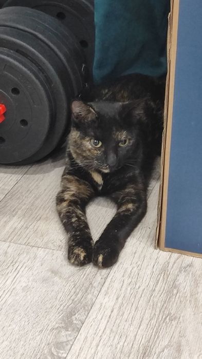 Котик в хорошие руки