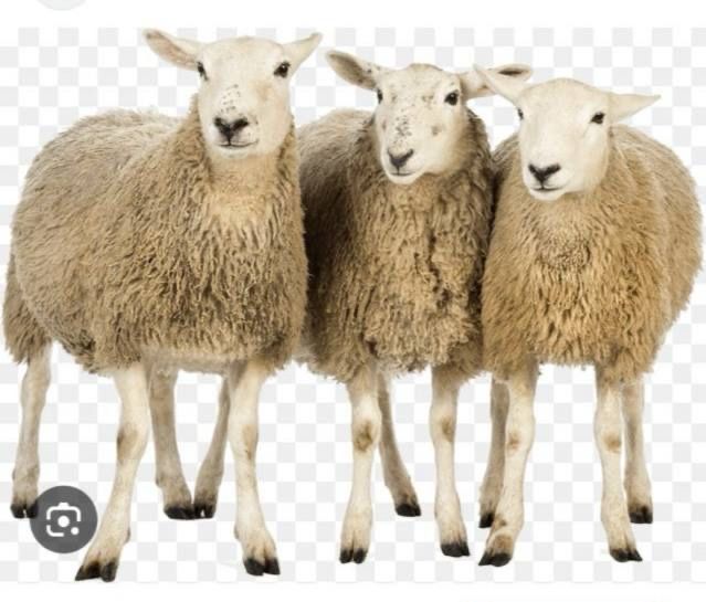 Qurbonlik uchun qoylar