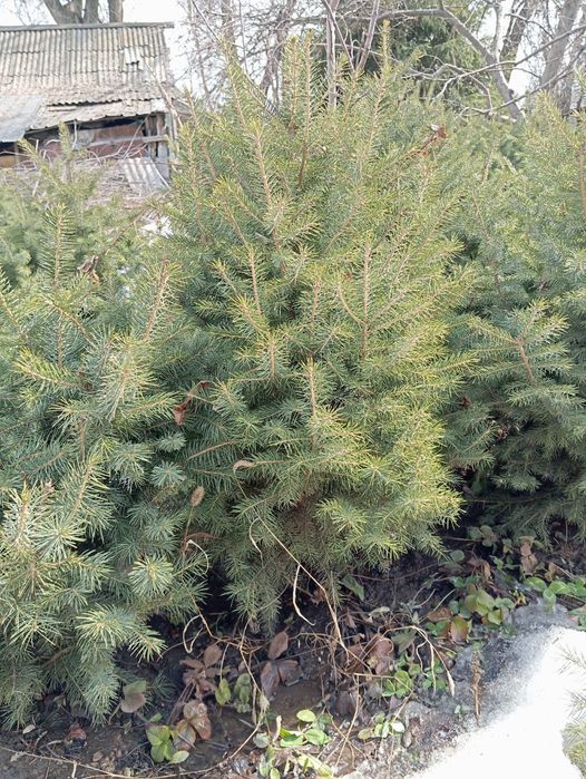 Ель тянь-шаньская