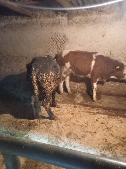 Продаются полтора годовалые  бычки