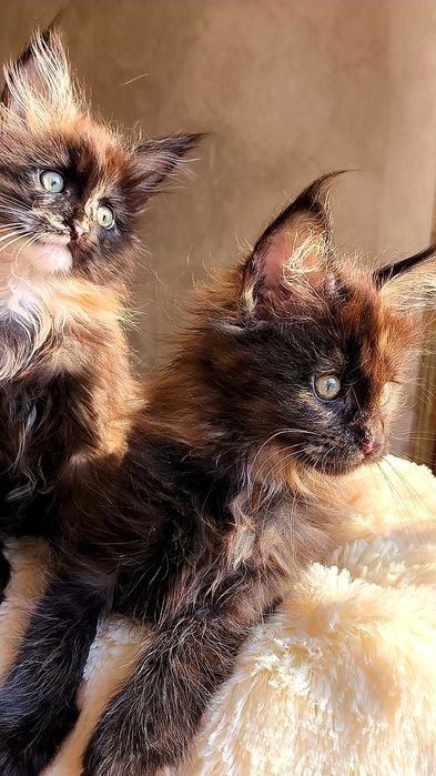 Шикарные ДЕВОЧКИ - мейн кун детки