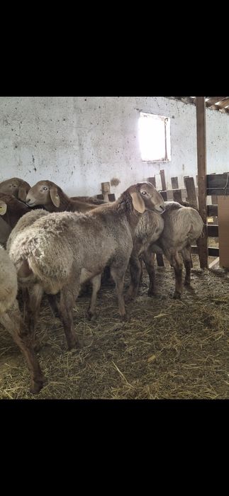 Арашан қошқарлар - Арашан кочкары