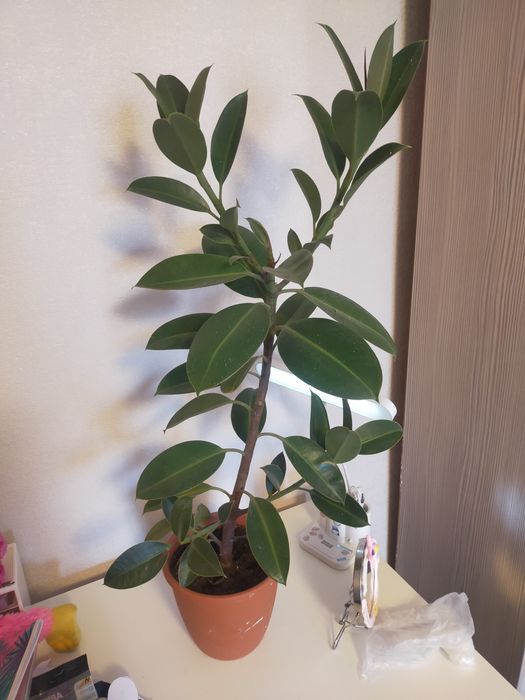 Фикус  комнатные растения