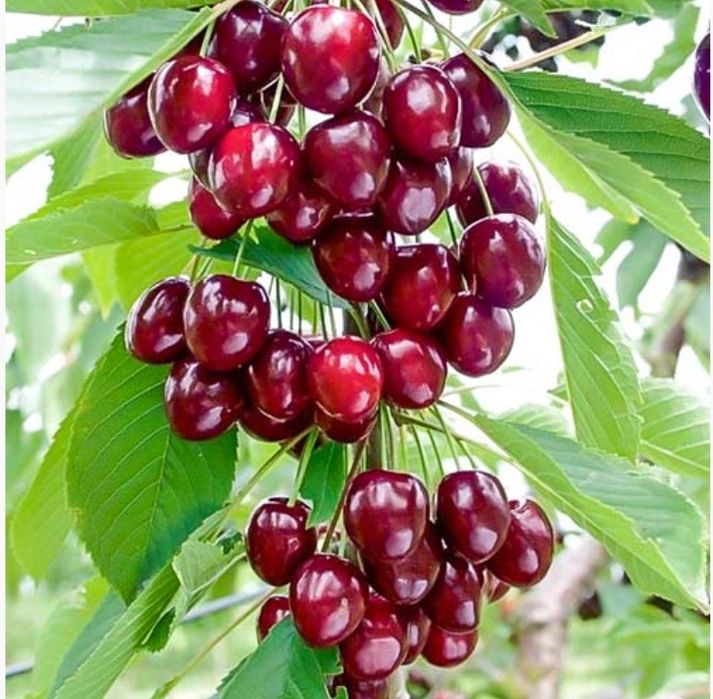 Pomi fructiferi columnari