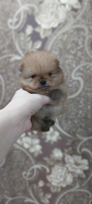 Шпицы щенки готовы к переезду