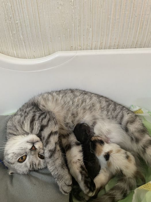 Красивые котята вислоухие.
