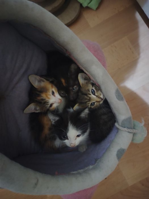 Отдам котят в хорошие руки