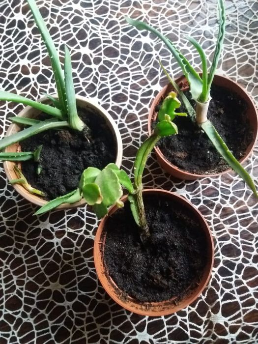 Алоэ, алоэ вера + подарок