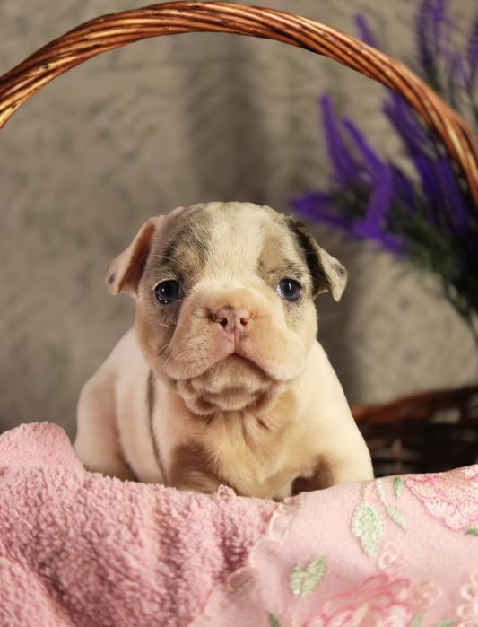 Шикарные породные бульдожки