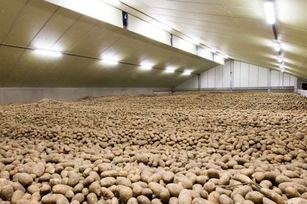 Картофель сорта гала