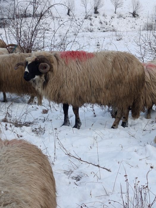 Vînd berbeci tineri