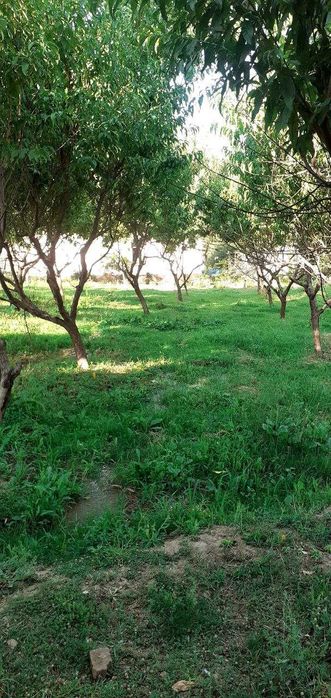 Ер сотилади боғли