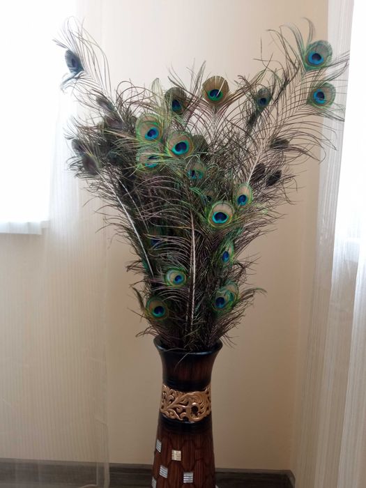 продавам пера от пауни - от 40см. до 130см. 1лв х бр.