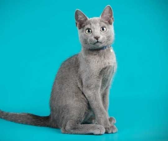 Котик в лучшие руки