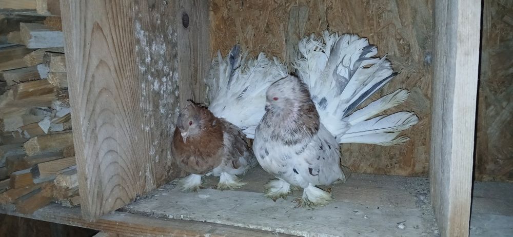 Porumbei voltati indieni