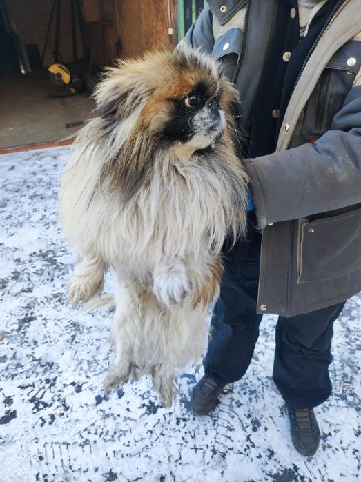 найдена соьака пекинес