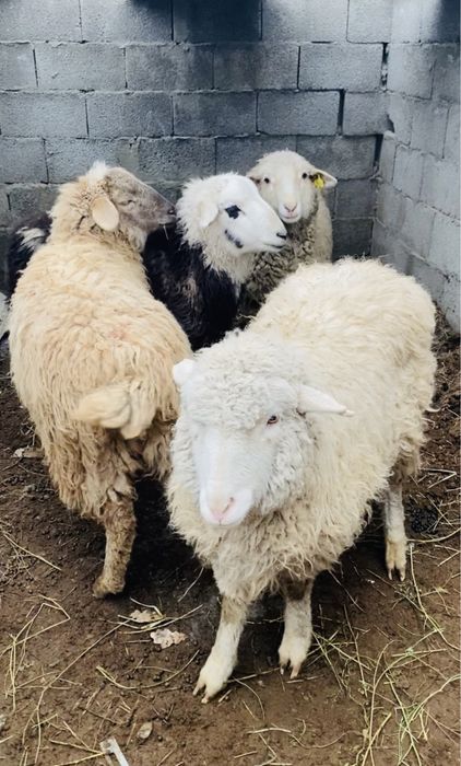 токты сатылады хабарласыныз