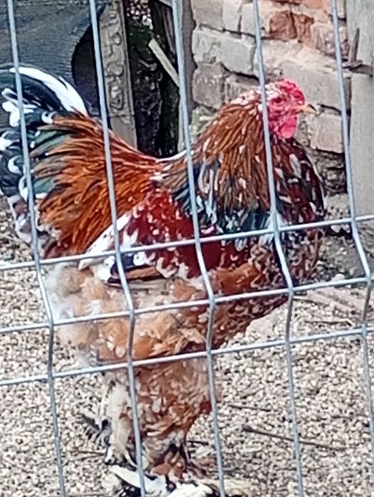 Vând oua  brahma pt incubat