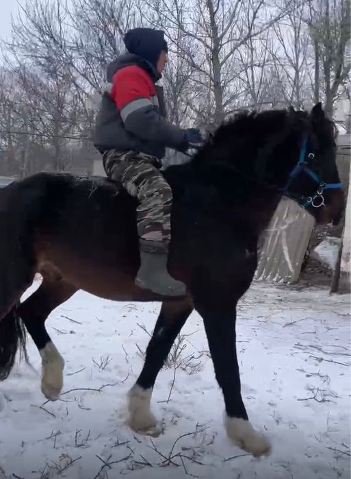 Продам айгыр жеребец