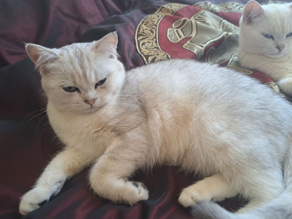 Котенца шотландски/британски