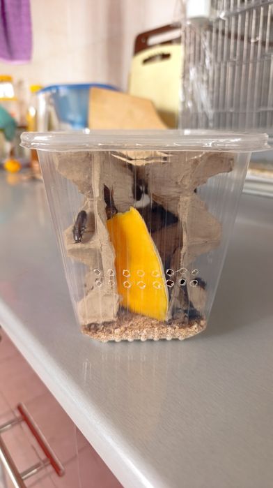 Мраморные тараканы