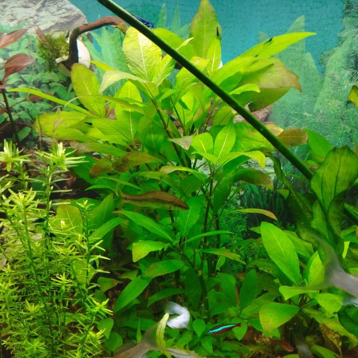 лимонник аквариумное растение