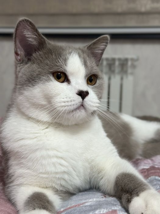 Sotiladi! British strayt bicolor. Erkak vyazkaga qoshishga tayyor