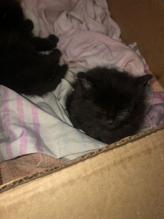 Срочно отдам котенка мальчика