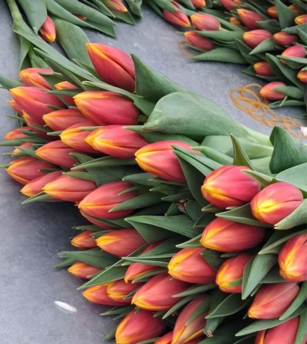 Тюльпан цветы Алматы 8 марта. Роза цветы.