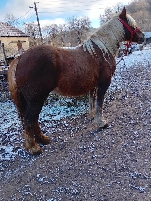 Vand manza și iapa gestanta