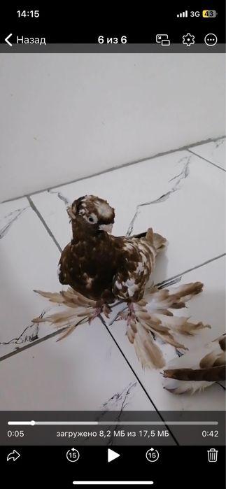 Продается голуби