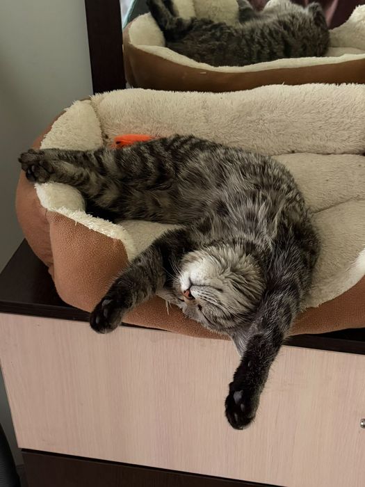 Кошечка Луиза ищет семью