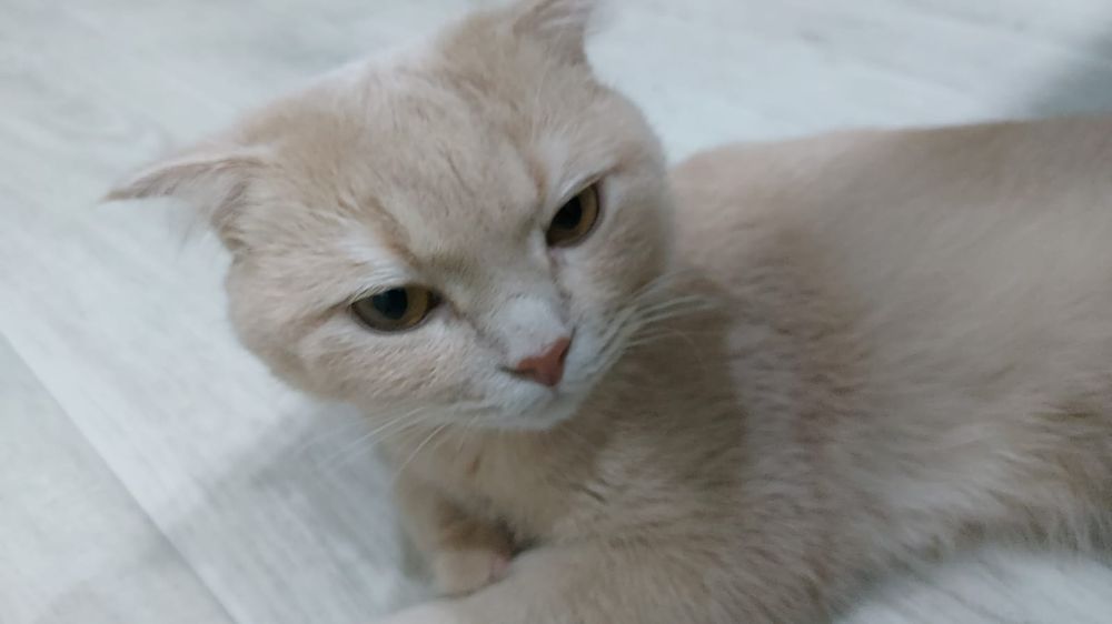 Отдам бесплатно кота