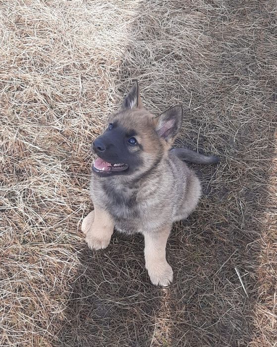 Продам щенка Волкособа!