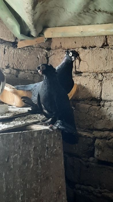 Пара жуков на продажу