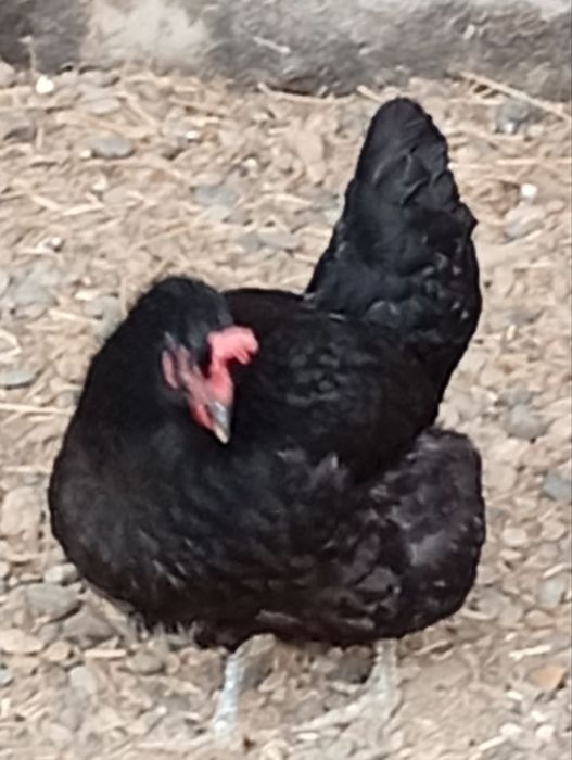 Brama tovuq sotiladi