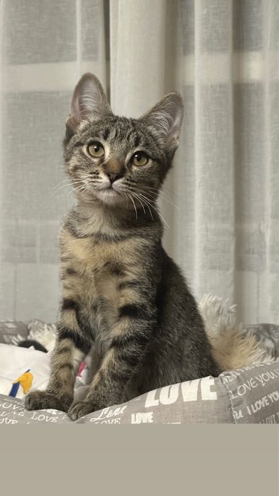 Котенок ищет дом