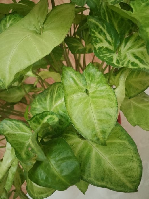 Продаю цветок сингониум