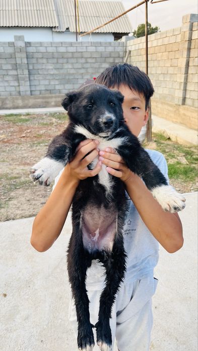 алабай девочка 1 месяцев