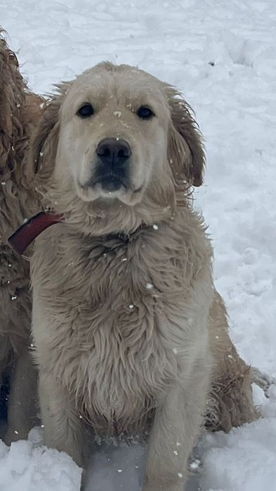 Пропала собака ретривер,девочка