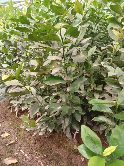 Limon Navi Miyer ko‘chatlari