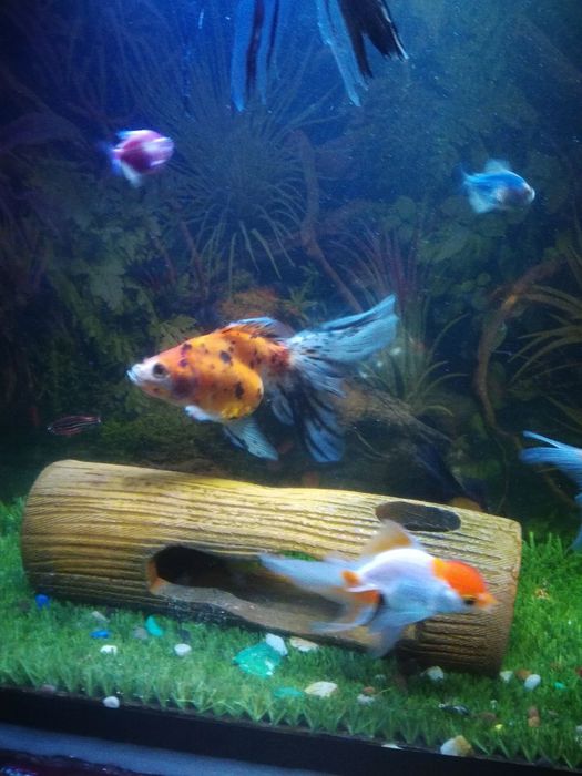 Baliq sotiladi 1 dina