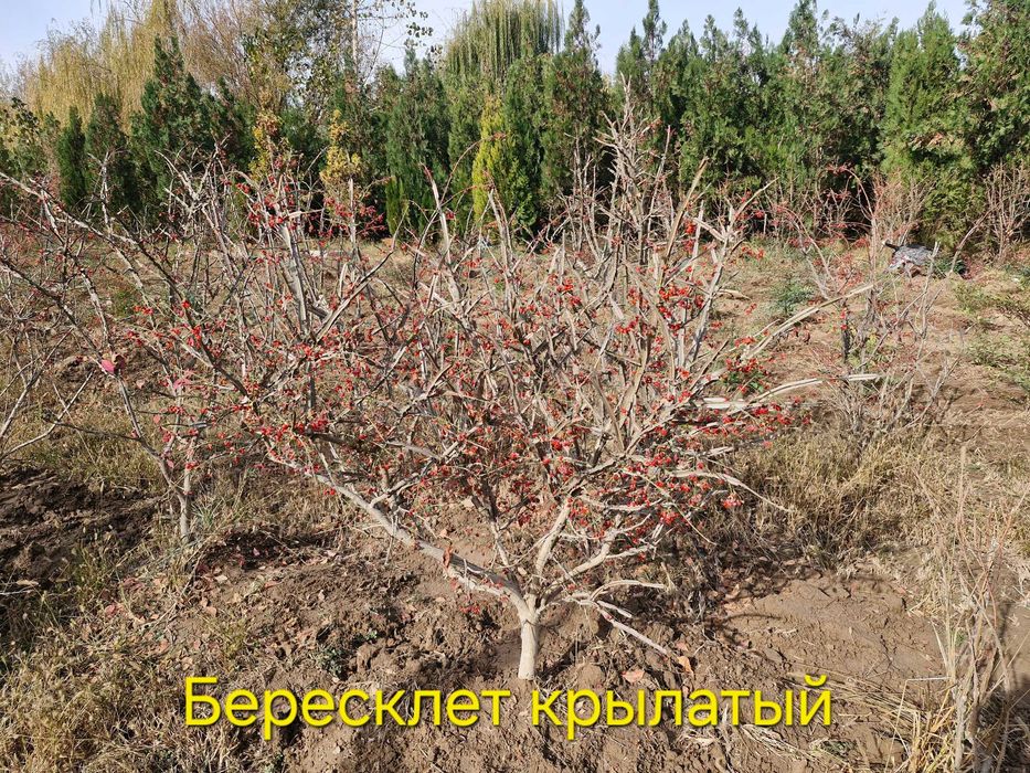 Нандина, Бересклет крылатый, Дёрен красный, Ель канадская, Скайрокет.