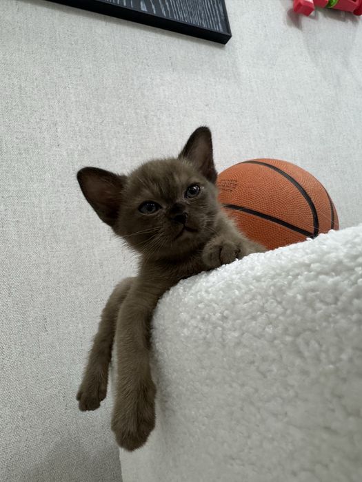 Бурманские котята