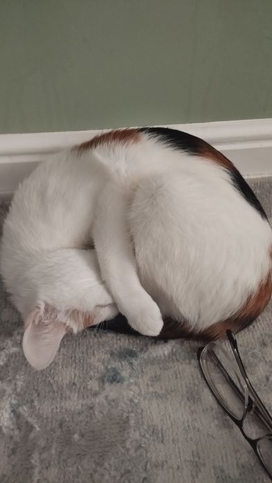 дам кошку в хорошие руки