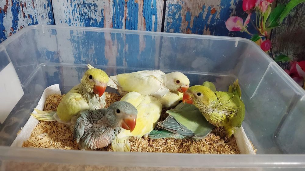 Micul Alexandru pui blanzi Alexander