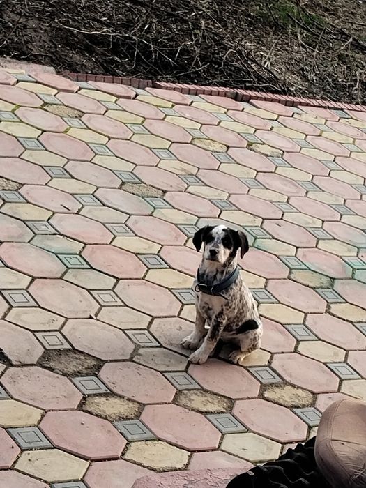 Курцхар щенок сука