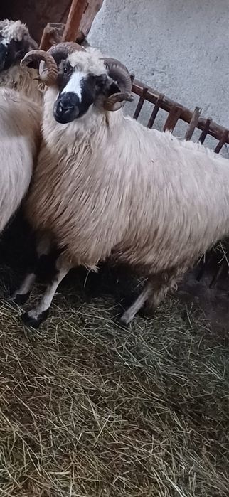 Vând berbec mior si un noatin